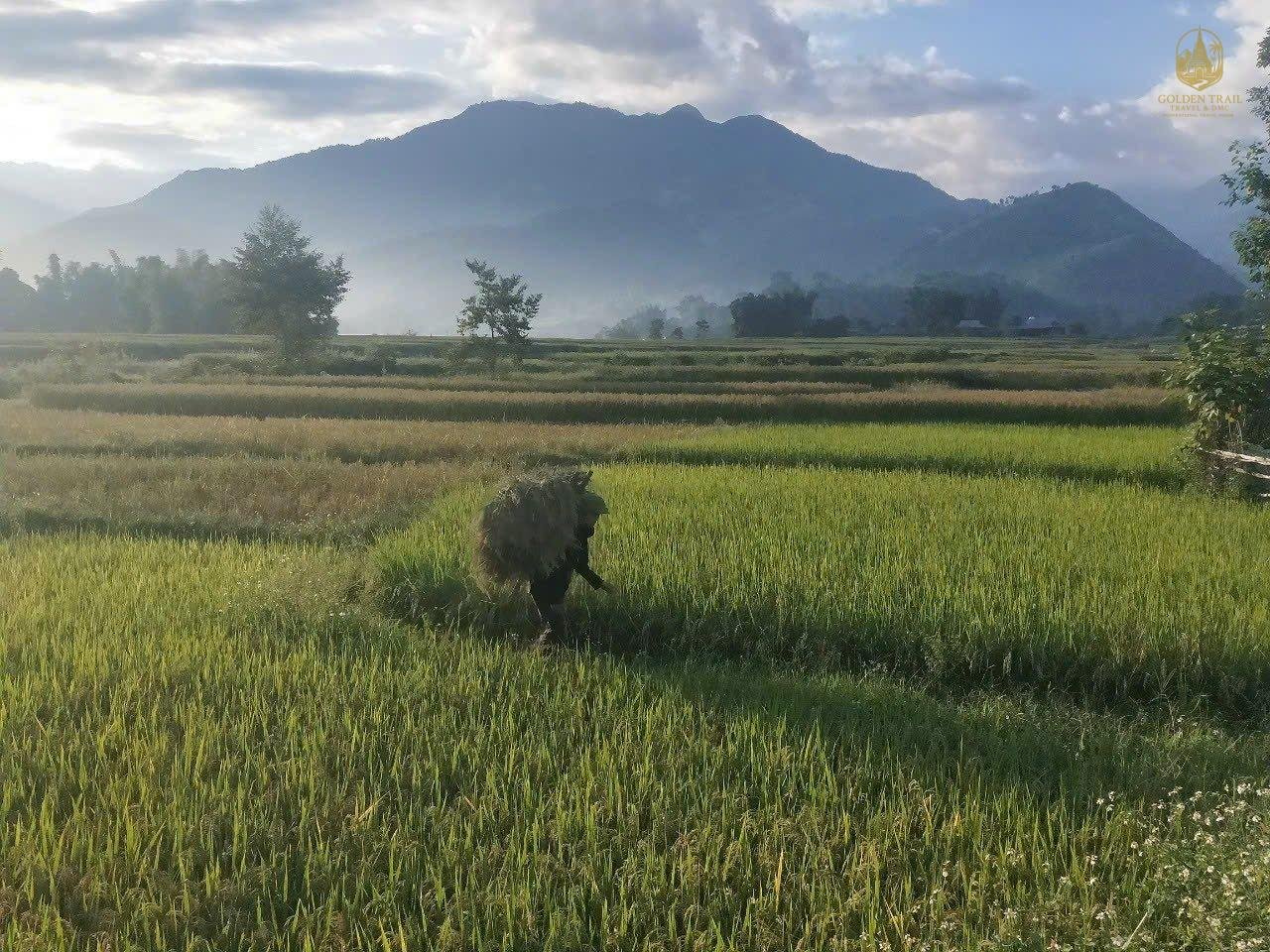 Mu Cang Chai Trekking 4 Days | Hanoi & Nghia Lo Tour